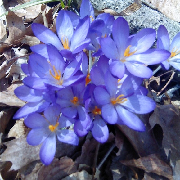 Meet your Posher, Jacqueline - Picture 1 of 1